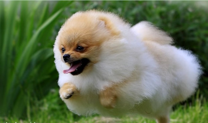 世界上最可爱的狗狗是什么品种,哪个品种的狗狗最可爱温顺