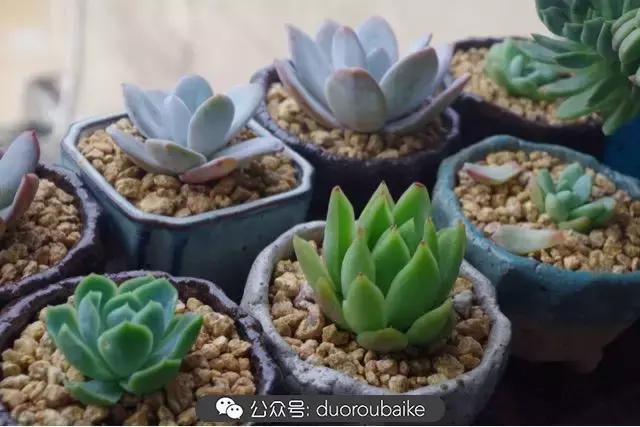 大浙江的多肉也来拉仇恨咯！即使淋雨也不褪色！我有妙招！