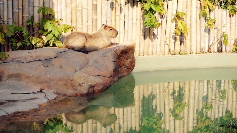 长隆亲子两大两小旅游攻略,珠海长隆横琴湾酒店亲子攻略