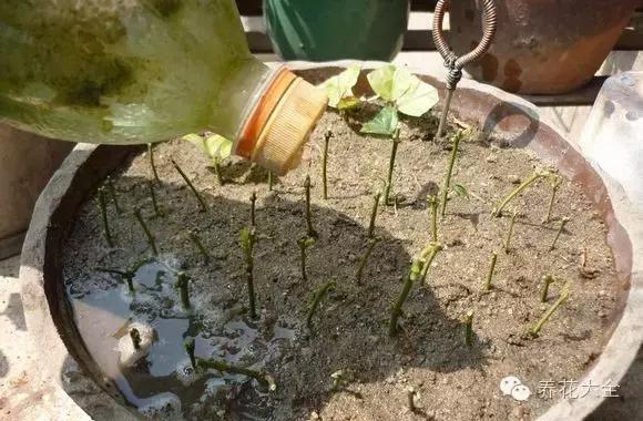 能驱虫的花,什么花养在家里能够净化空气