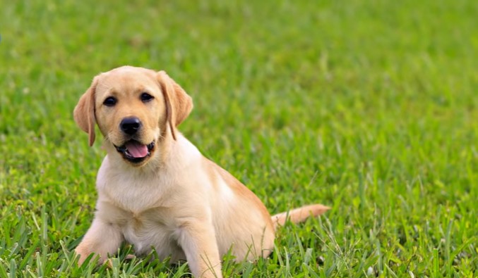 世界上最可爱的狗狗是什么品种,哪个品种的狗狗最可爱温顺