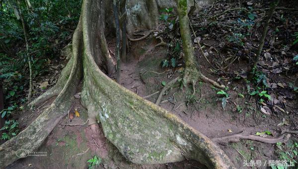 西双版纳在水一方泼水节,版纳哪里能够感受泼水