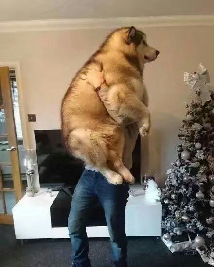 她这辈子里唯一宁愿认输的事