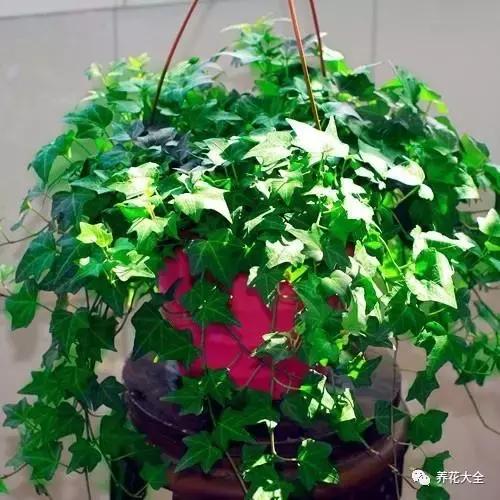 能驱虫的花,什么花养在家里能够净化空气