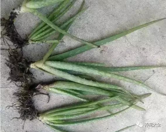 能驱虫的花,什么花养在家里能够净化空气