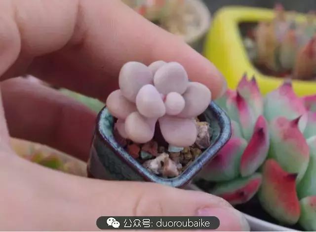 大浙江的多肉也来拉仇恨咯！即使淋雨也不褪色！我有妙招！