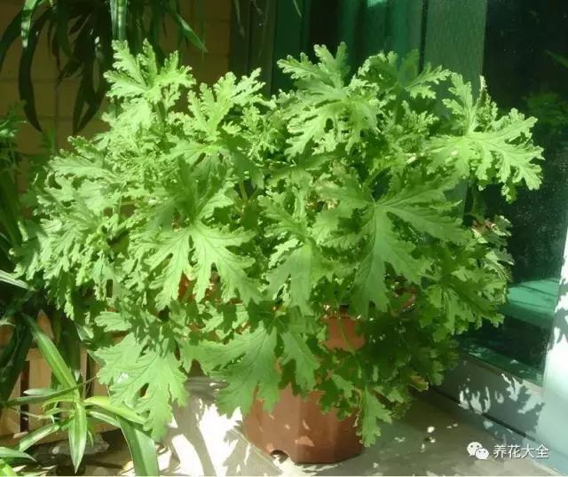 能驱虫的花,什么花养在家里能够净化空气