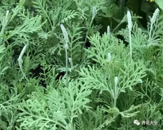 能驱虫的花,什么花养在家里能够净化空气