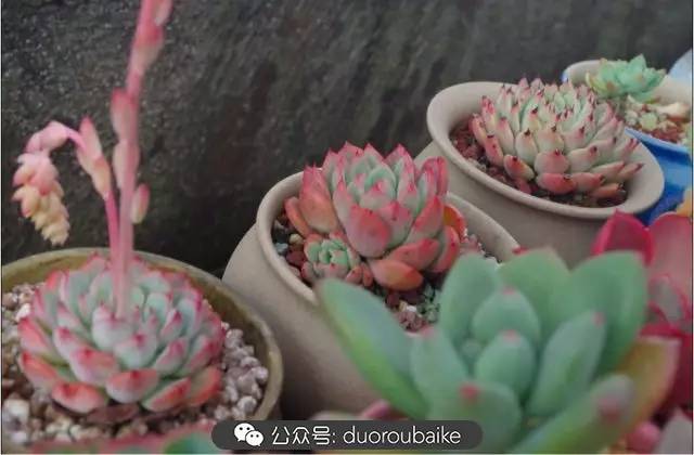 大浙江的多肉也来拉仇恨咯！即使淋雨也不褪色！我有妙招！