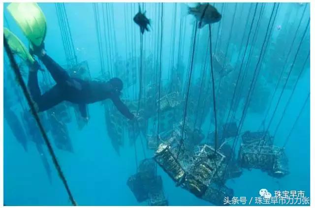 真正的野生珍珠图片,野生珍珠贵吗