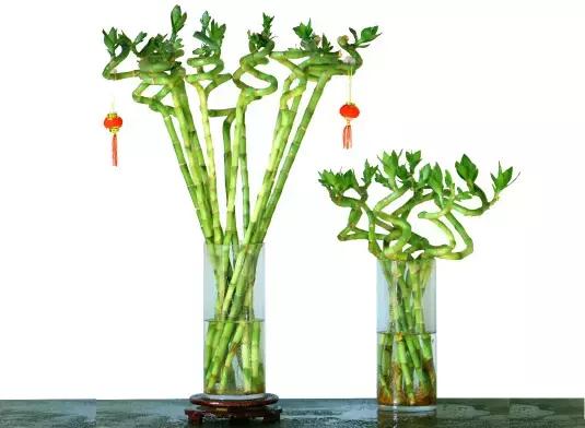 关于八种植物招财又旺宅,十大镇宅风水植物