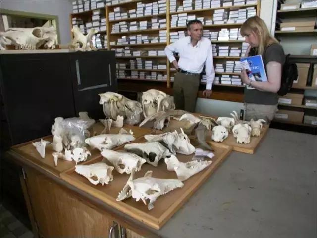 铲屎官你不得不知道的猫主子历史,为什么说猫是铲屎官的祖先