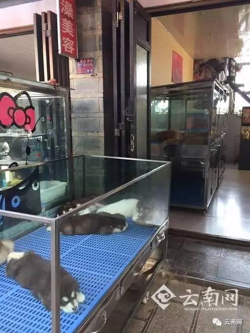 昆明买到星期狗怎么处理,一千多买的狗病了能够起诉吗