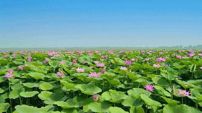 郑州哪的荷花开得比较好,郑州荷花观赏区