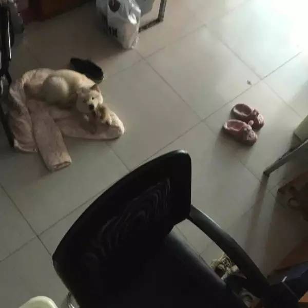 狗狗成精了有多厉害简直不敢相信,狗狗成精厉害简直不敢相信