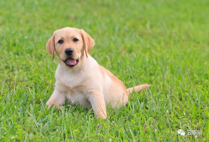 昆明买到星期狗怎么处理,一千多买的狗病了能够起诉吗