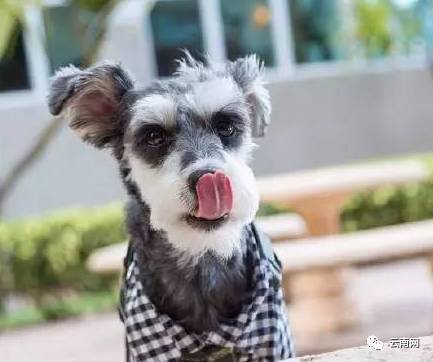 昆明买到星期狗怎么处理,一千多买的狗病了能够起诉吗