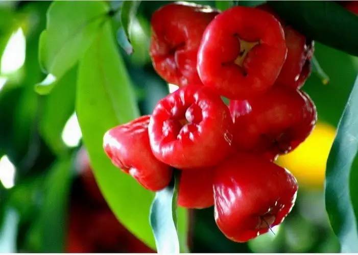 只有潮汕人才知道的花生牛奶,汕头特色水果品种有哪些