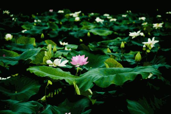 郑州哪的荷花开得比较好,郑州荷花观赏区