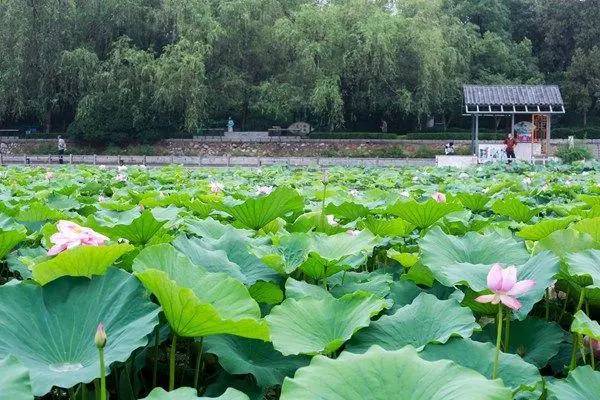 郑州哪的荷花开得比较好,郑州荷花观赏区