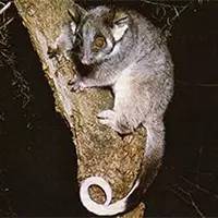 精灵宝可梦在现实中长什么样,精灵宝可梦到底是中国还是日本的