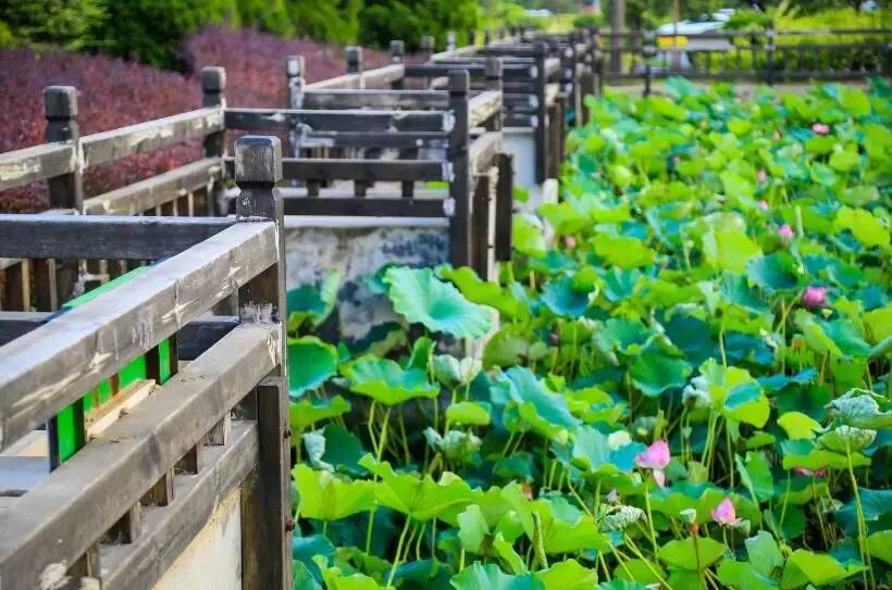 郑州哪的荷花开得比较好,郑州荷花观赏区