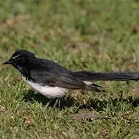 精灵宝可梦在现实中长什么样,精灵宝可梦到底是中国还是日本的