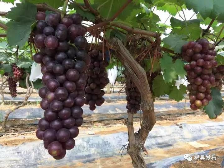 广西横县甜玉米种子,广西横县青桐甜玉米种