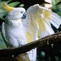 精灵宝可梦在现实中长什么样,精灵宝可梦到底是中国还是日本的