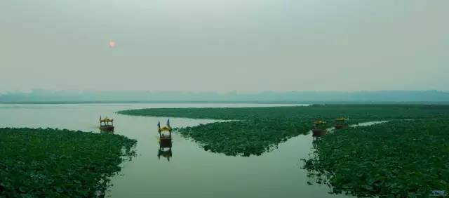 郑州哪的荷花开得比较好,郑州荷花观赏区