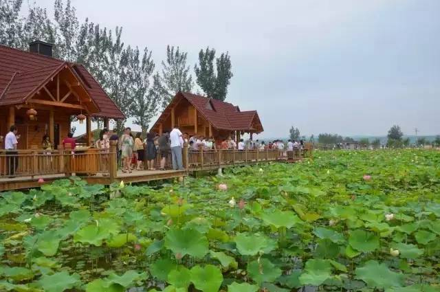 郑州哪的荷花开得比较好,郑州荷花观赏区