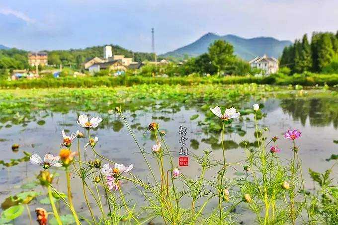 郑州哪的荷花开得比较好,郑州荷花观赏区
