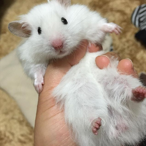 仓鼠的小爪爪,仓鼠的爪子怎么介绍