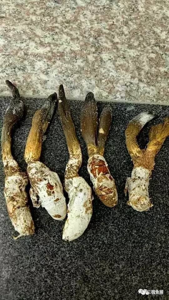 三明山上又一宝物被发现！原来它这么好