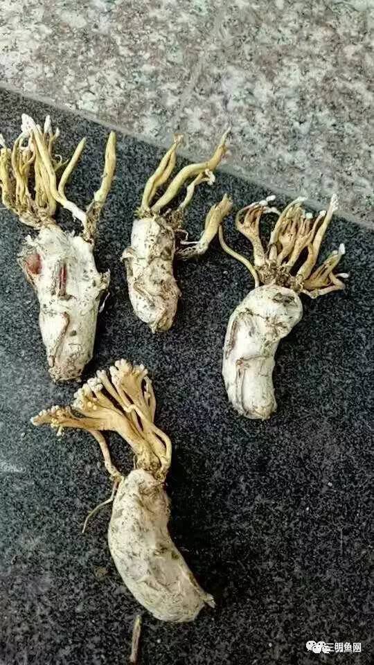 三明山上又一宝物被发现！原来它这么好