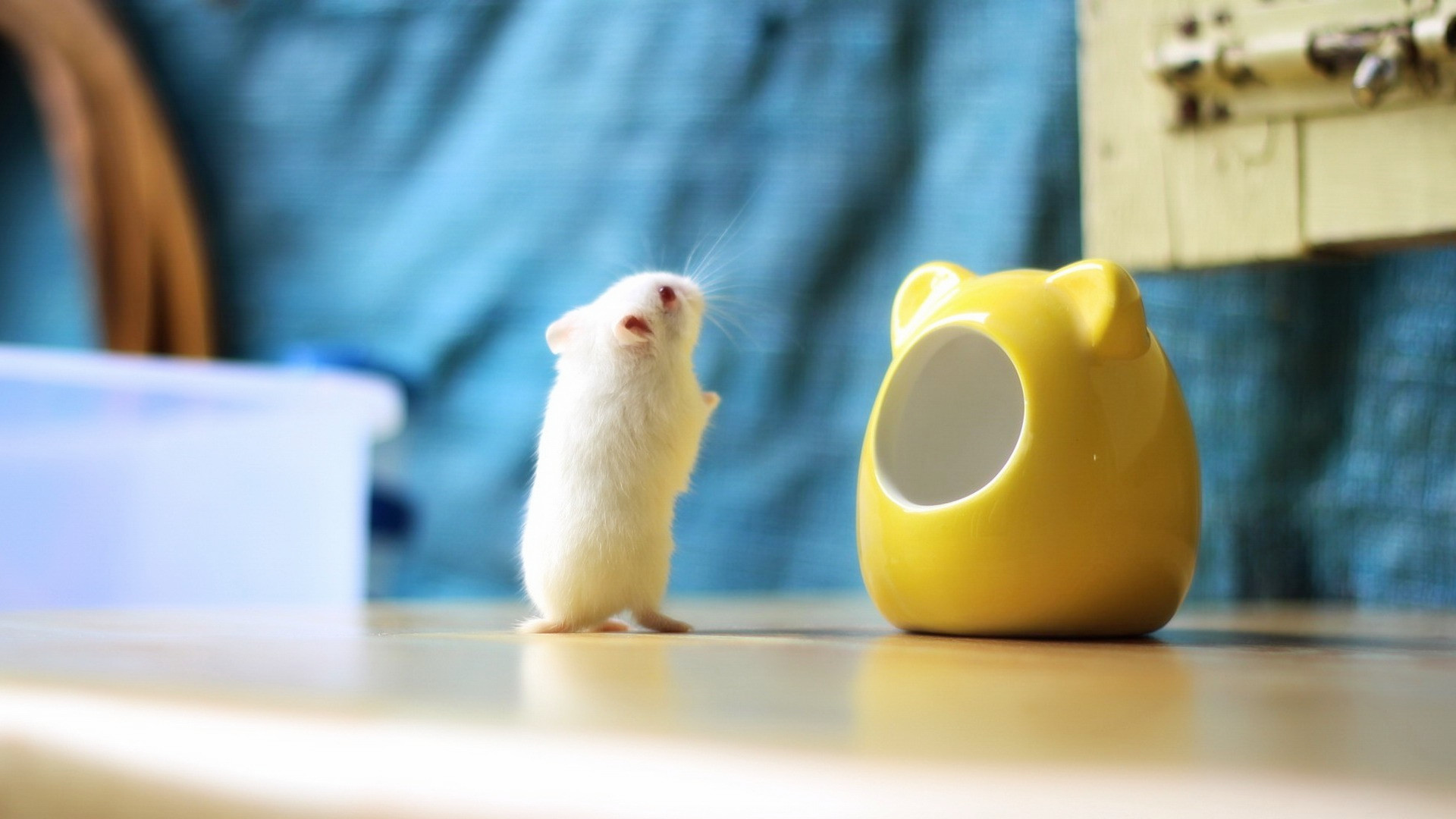 哪种小仓鼠要乖又好养还会卖萌,小巧玲珑的宠物仓鼠养护全攻略