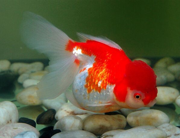 办公室鱼缸养金鱼注意事项,养鱼池里的金鱼儿怎么喂食