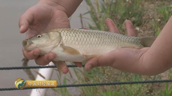 十亩水库养鱼一年收益,一亩鱼塘养鱼的收益