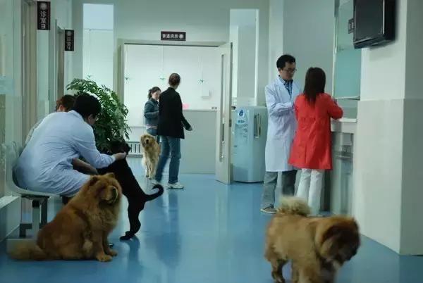 开宠物医院会血本无归吗,不做好准备不要养狗