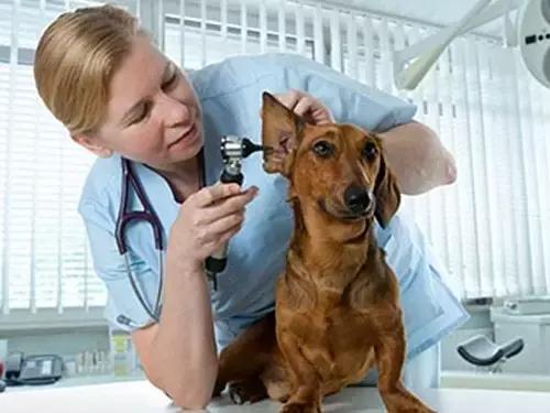 开宠物医院会血本无归吗,不做好准备不要养狗