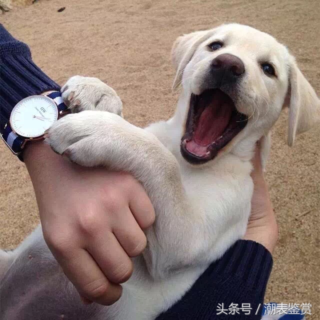 怎样鉴别dw手表真假,怎么鉴别真假dw手表