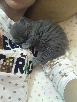 英短蓝猫的自愈能力,英短蓝猫生病怎么搞