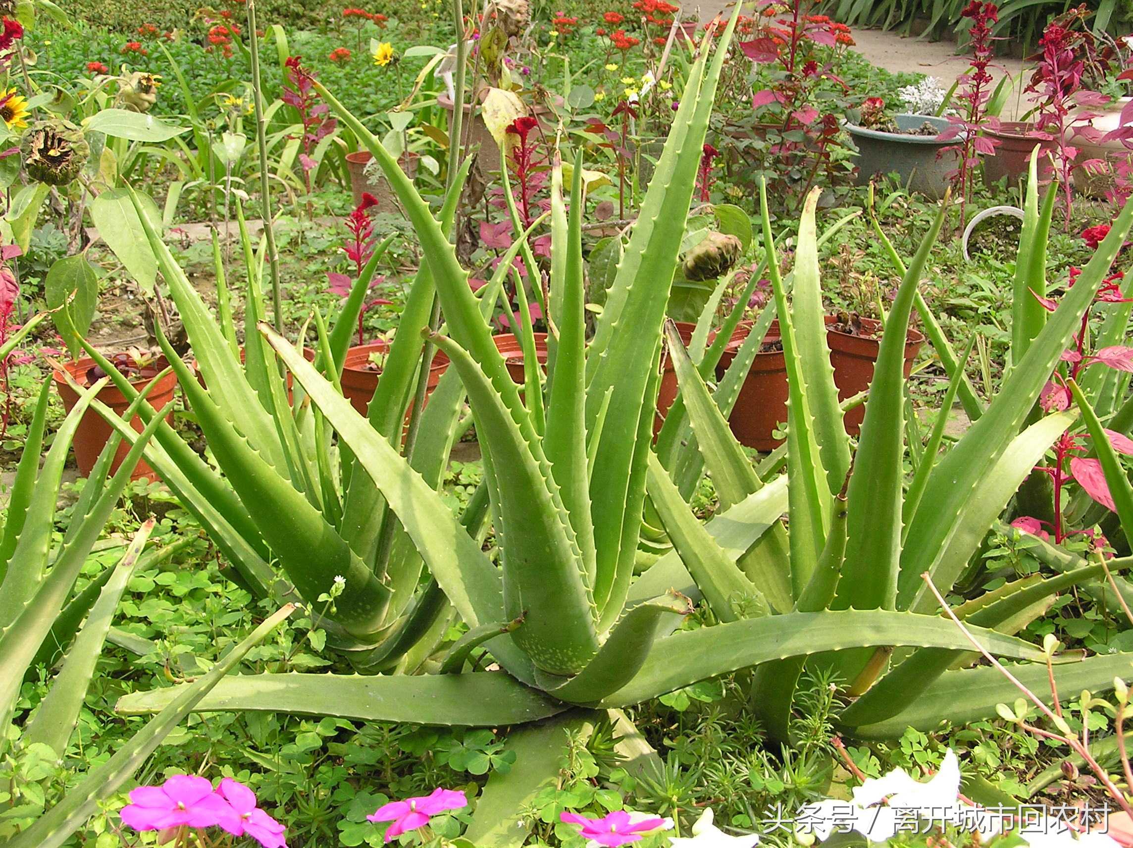 农村巨型“多肉”汁液有毒，花开即死，但能酿造美酒，专供外国人