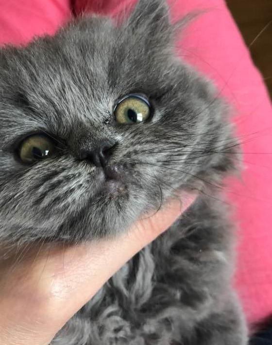 英短蓝猫的自愈能力,英短蓝猫生病怎么搞