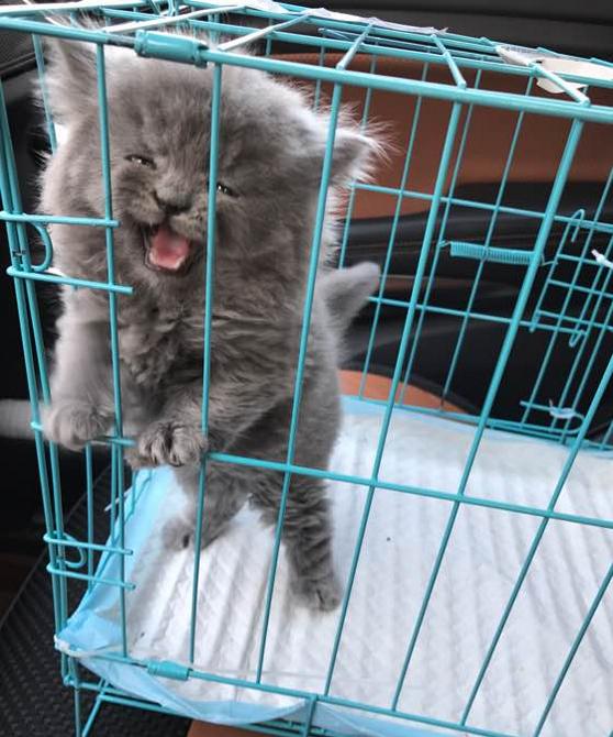 英短蓝猫的自愈能力,英短蓝猫生病怎么搞