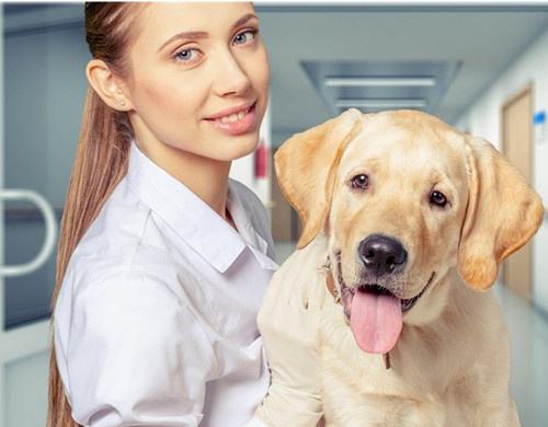 狗狗绝育手术后不吃饭怎么办,狗狗绝育手术后五六天没排便