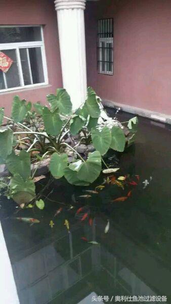 冬天鱼池里的锦鲤如何过冬,锦鲤鱼池过冬的正确方法