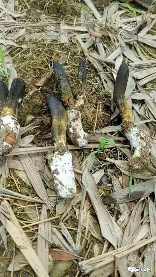 三明山上又一宝物被发现！原来它这么好