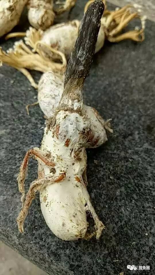 三明山上又一宝物被发现！原来它这么好