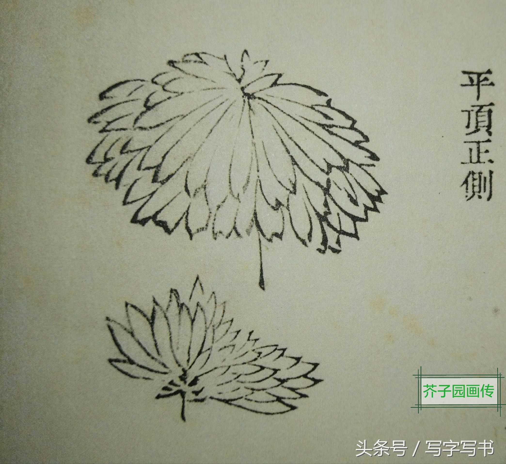 工笔画梅兰竹菊画法大全第一部分,墨牡丹花画法技巧